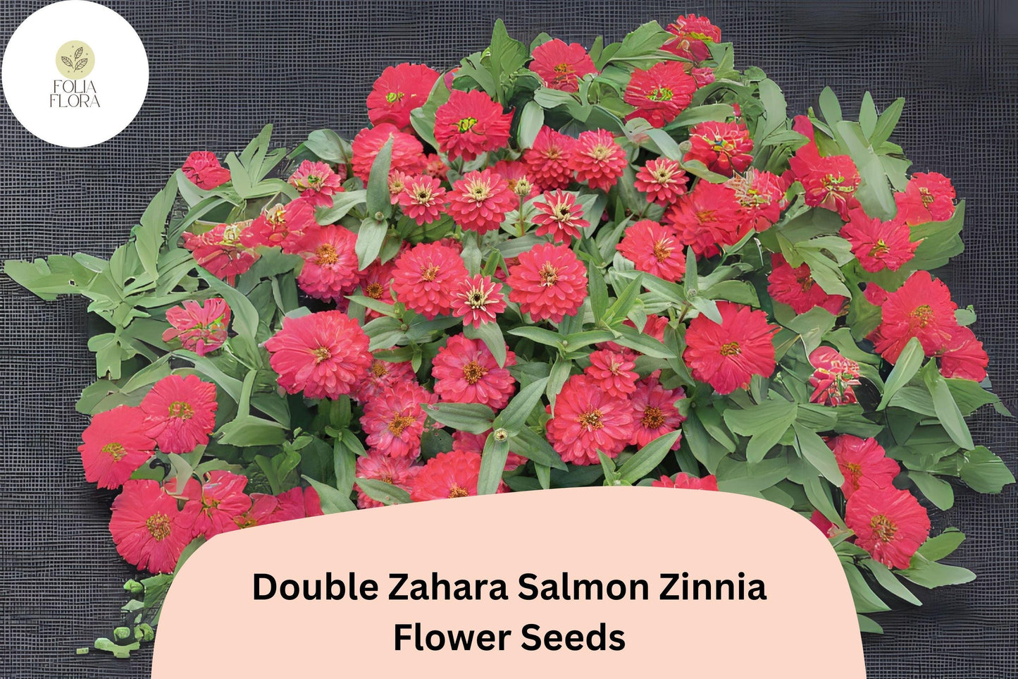 100+ Double Zahara Salmon Zinnia Seeds – Compact Coral-Pink Double Blooms for Summer Gardens