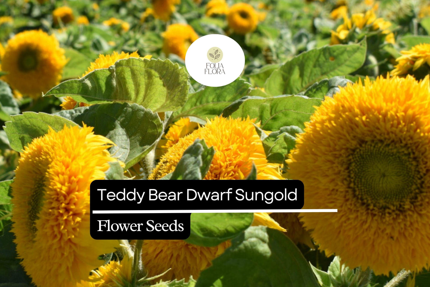 1g Teddy Bear Dwarf Sunflower Seeds, Sungold, Compact Double-Blooming Sunflowers