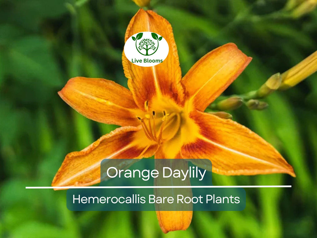 20 Orange Daylily Plants - Hemerocallis fulva - Tawny 'Ditch Lily' - Bare Root, Hardy Perennial, Pond/Bog Plant, Easy to Grow
