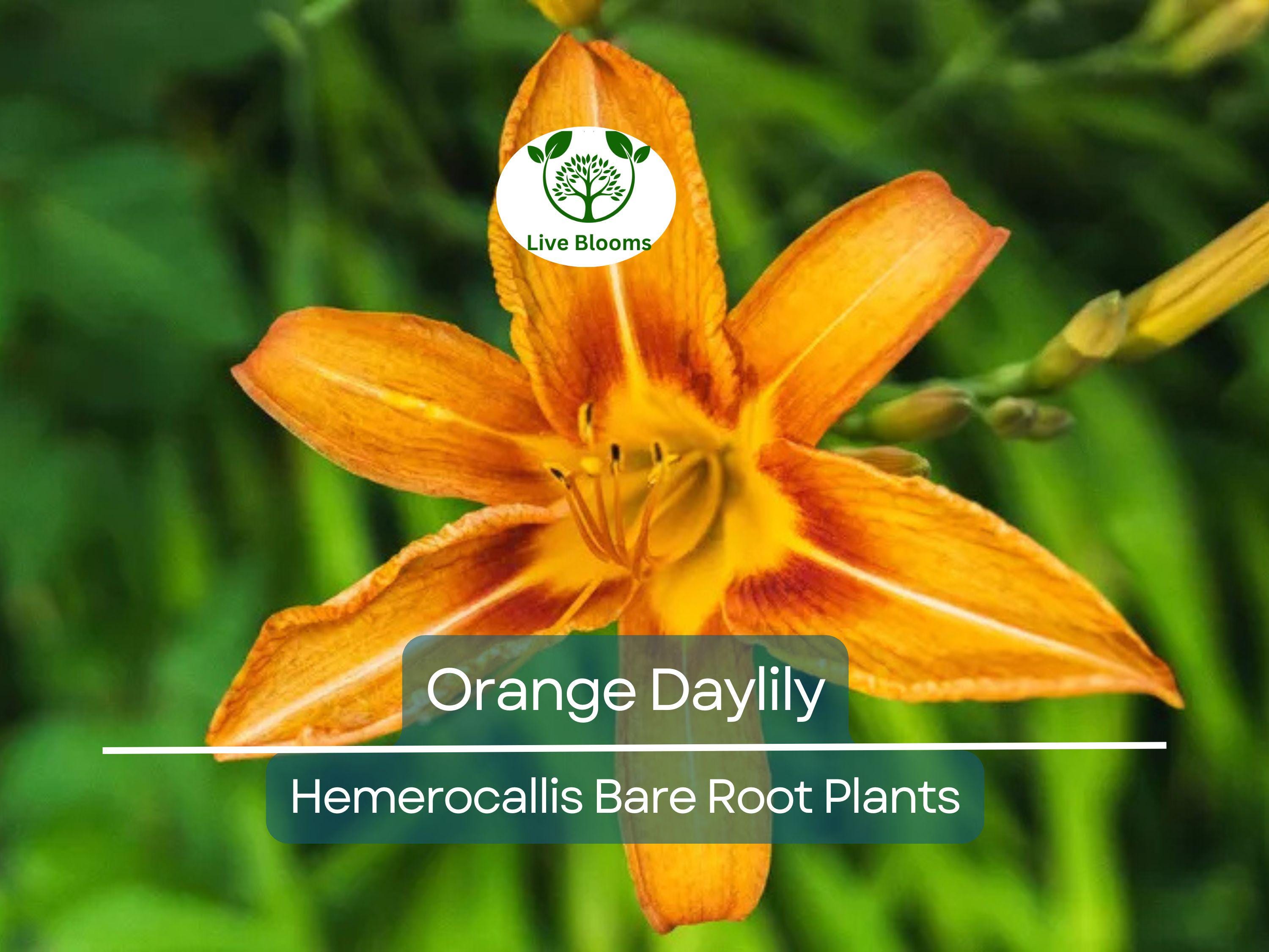 20 Orange Daylily Plants - Hemerocallis fulva - Tawny 'Ditch Lily' - Bare Root, Hardy Perennial, Pond/Bog Plant, Easy to Grow