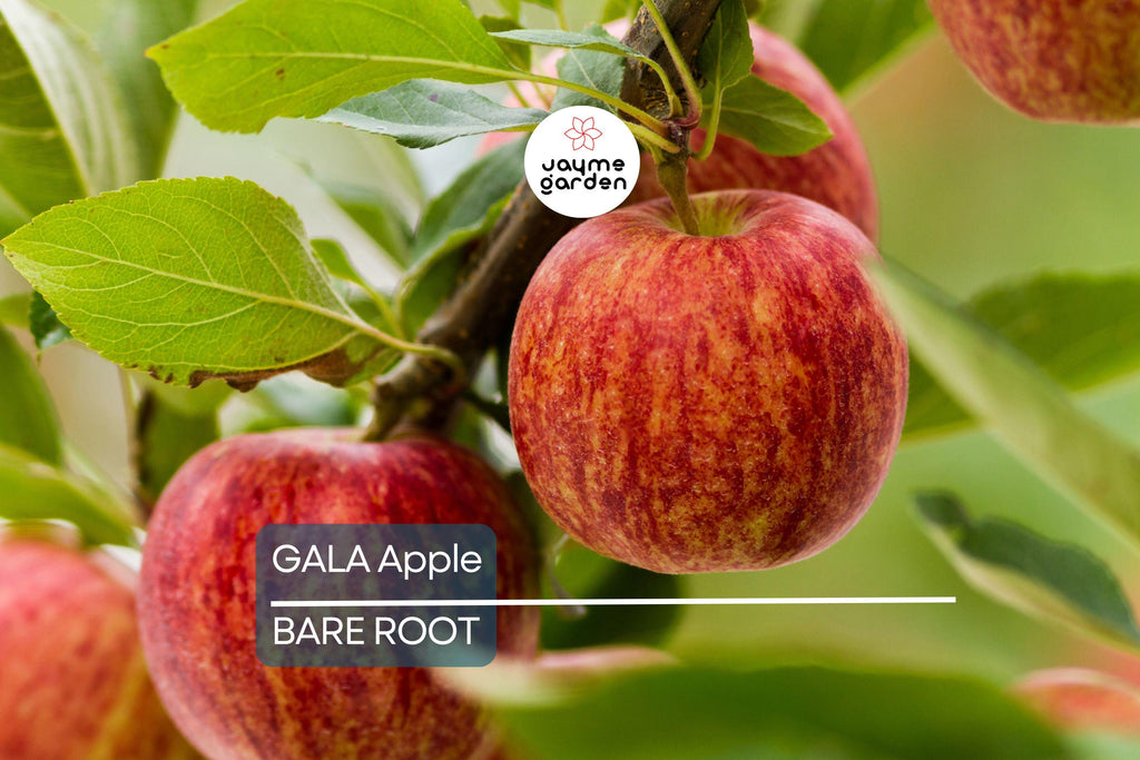 Live Gala Apple Tree 2-3ft Tall, Bare Root, Spring Ready, Hardy Zones 5-8, Perfect for Orchard or Garden