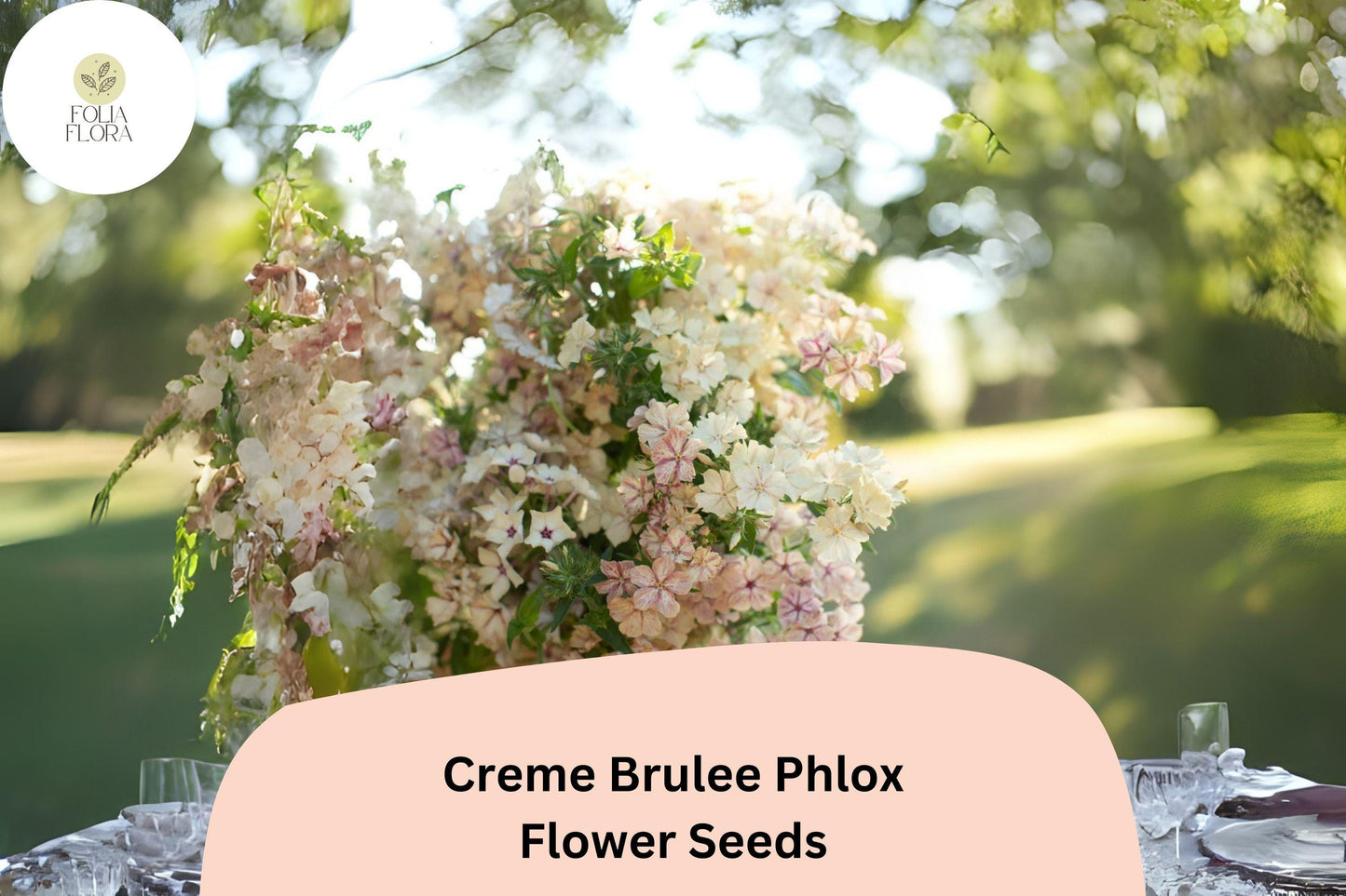 100+ Crème Brulee Phlox Seeds for Garden Planting | Phlox drummondii | Annual Flower Seeds | Creamy Yellow Blooms