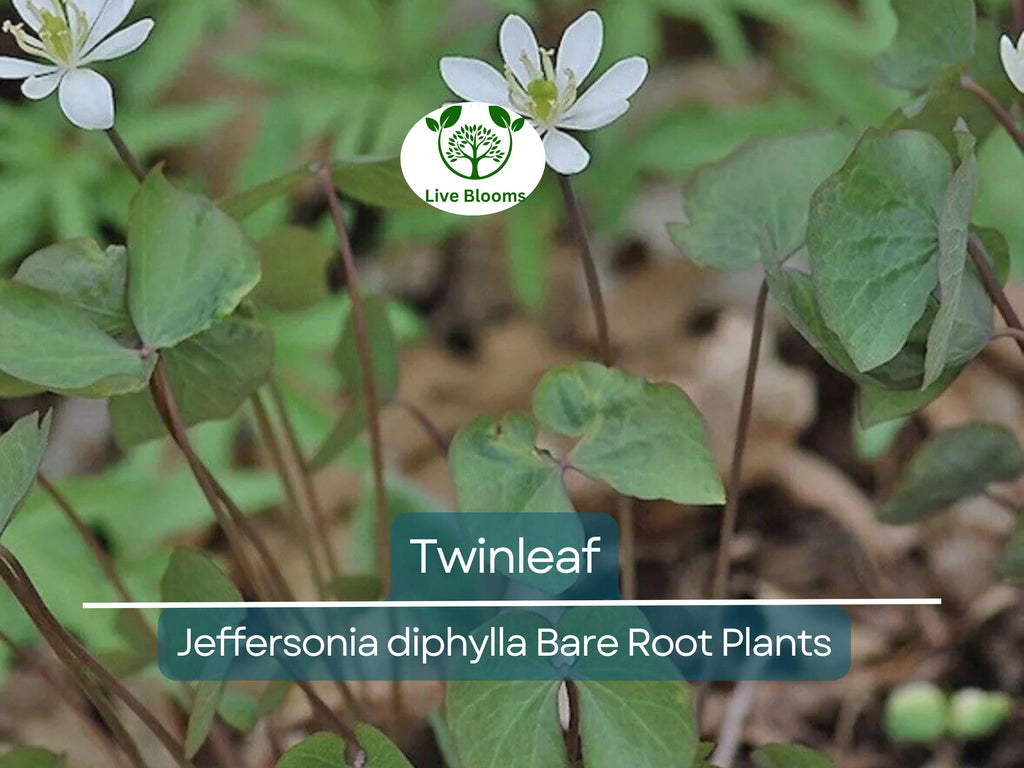 10 Twinleaf Bareroot Plants – Jeffersonia diphylla – Organic Native Wildflower, Shade Perennial, Woodland Garden, Rare Herb
