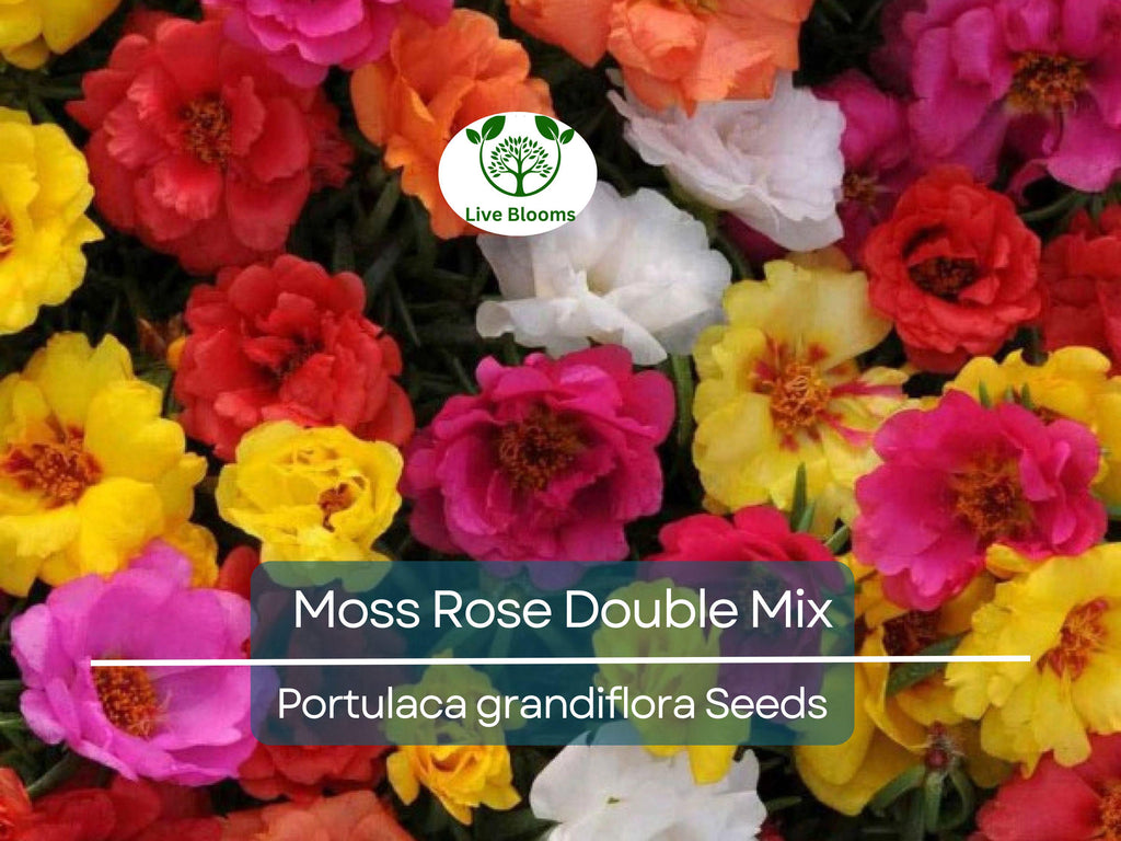 500 Seeds Moss Rose Double Mix, Portulaca Low-Growing Peony Blooms, Vibrant Colors, Pollinator-Friendly, Non-GMO, Easy to Grow Flowers
