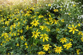Cutleaf Coneflower Seeds – Rudbeckia laciniata var. ampla, Native Perennial (50 Seeds)