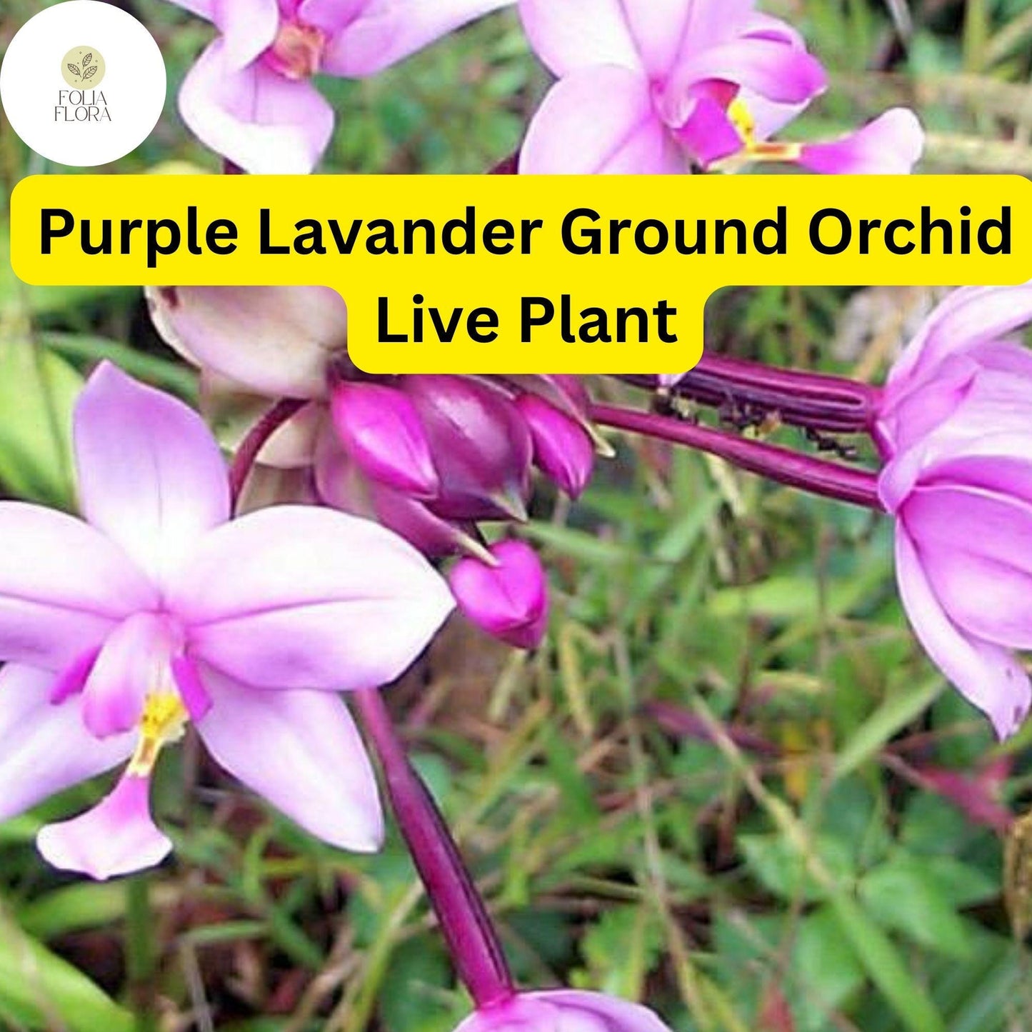 1 Spathoglottis plicata – Purple Lavender Ground Orchid Live Plant in 4” Pot – Tropical Perennial Orchid