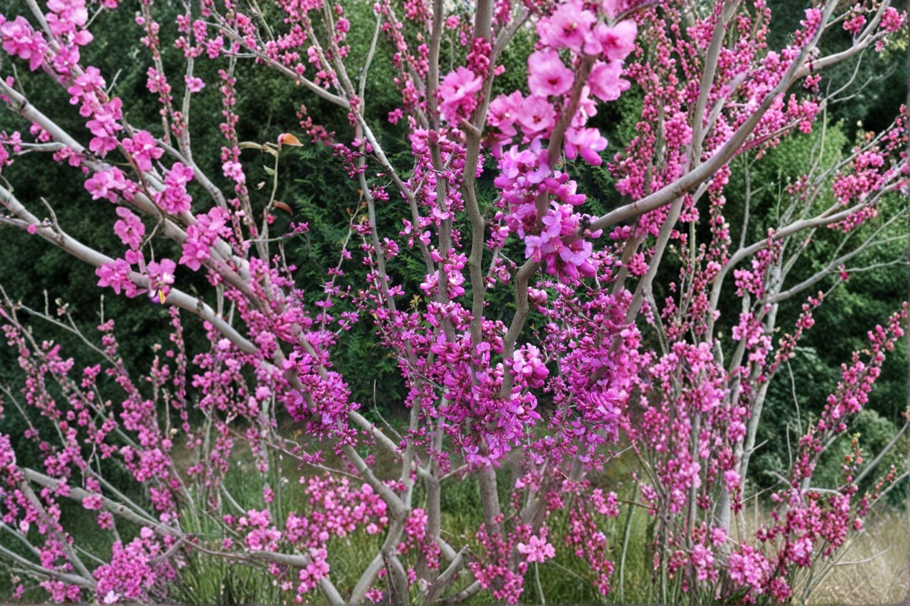 Cercis chinensis – Chinese Redbud Tree 10 Seeds | Ornamental Flowering Tree | Brilliant Pink Blooms | Elegant Landscape Accent