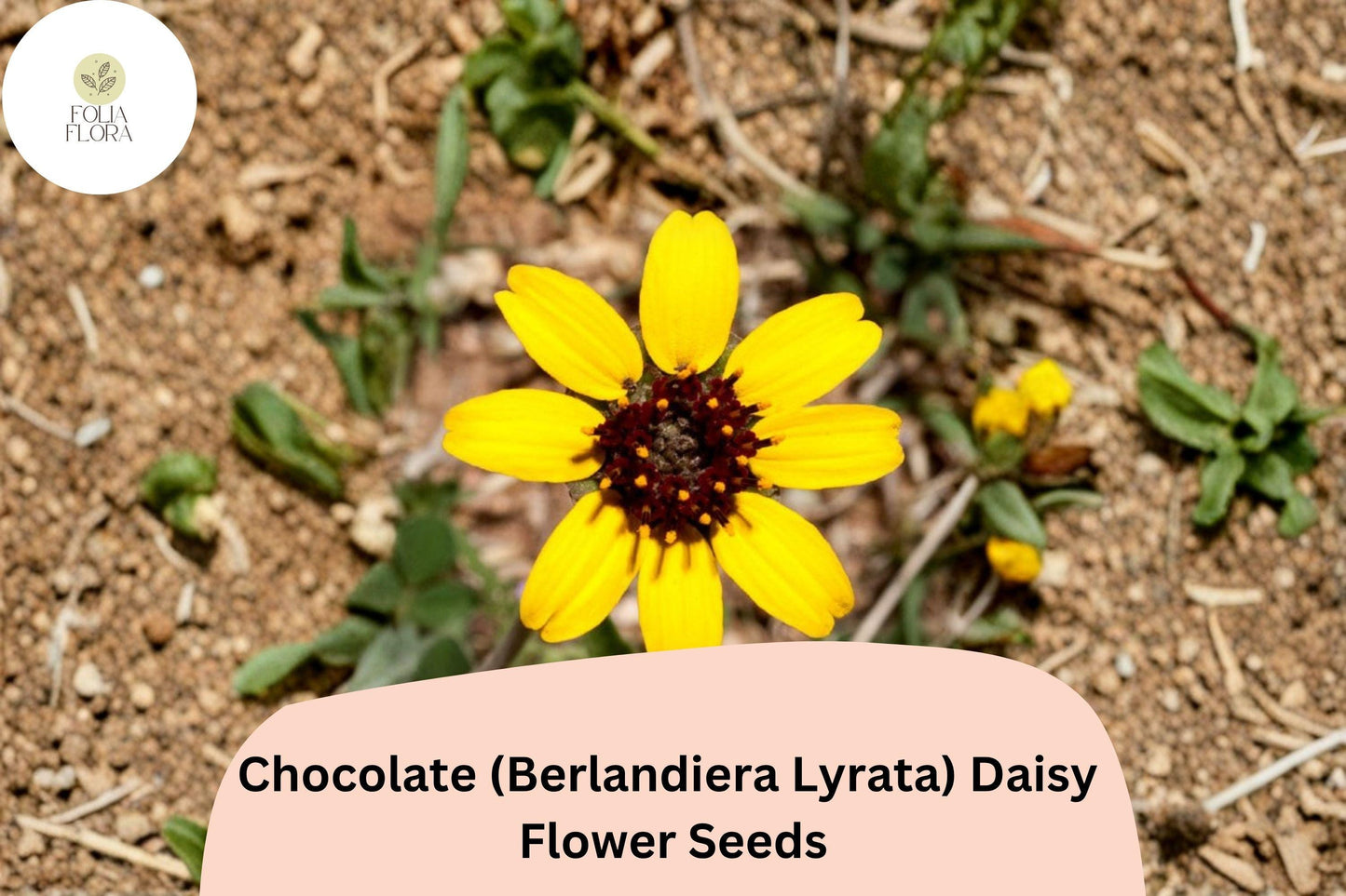 200+ Chocolate Daisy Seeds | Berlandiera lyrata | Fragrant Yellow-Brown Wildflower for Garden Planting | NON-GMO