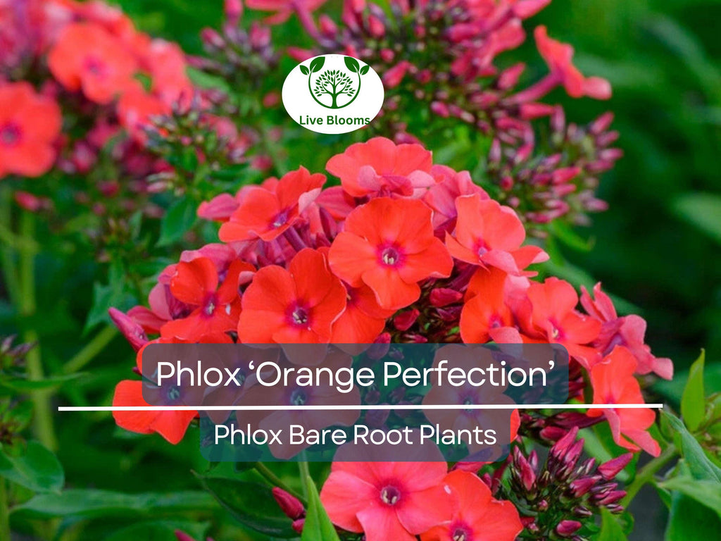 1 Phlox ‘Orange Perfection’ – Live Bare Root Plant – Summer Blooming Perennial – Bright Orange-Pink Flowers for Pollinator Gardens