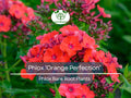 1 Phlox ‘Orange Perfection’ – Live Bare Root Plant – Summer Blooming Perennial – Bright Orange-Pink Flowers for Pollinator Gardens