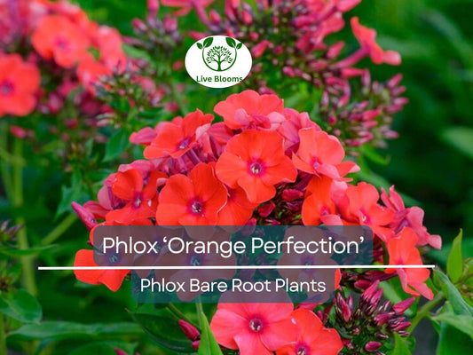 1 Phlox ‘Orange Perfection’ – Live Bare Root Plant – Summer Blooming Perennial – Bright Orange-Pink Flowers for Pollinator Gardens