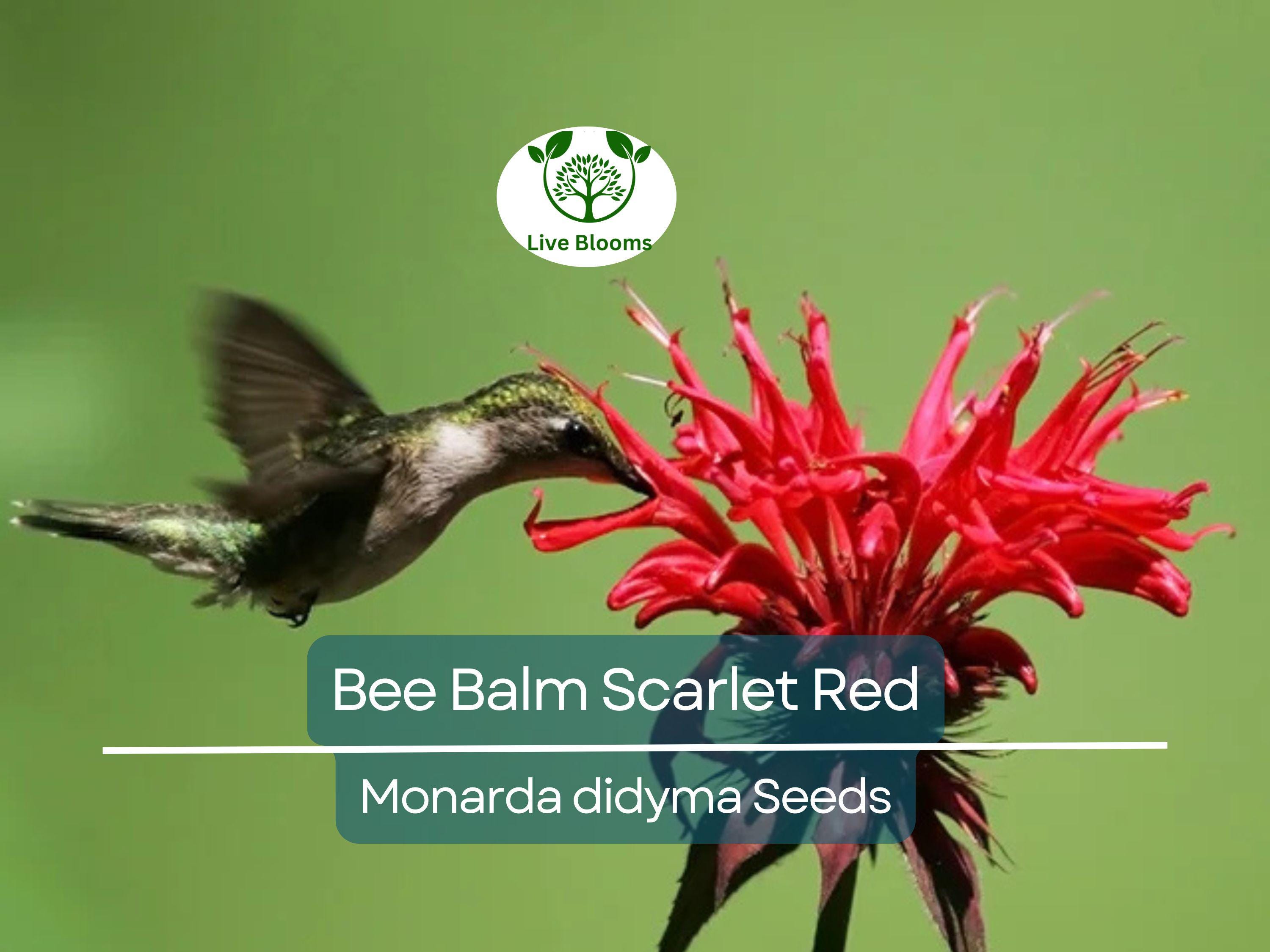 20 Bee Balm Scarlet Red Seeds | Monarda Didyma, Perennial, Hummingbird-Friendly, Non-GMO, Vibrant Red Blooms for Garden
