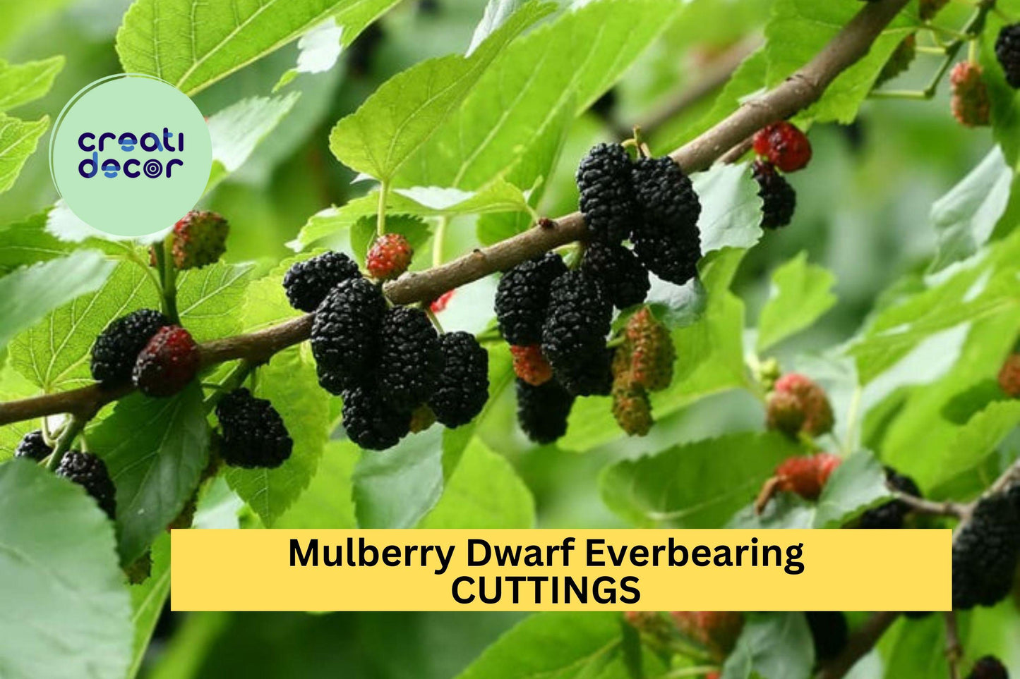 15 Dwarf Everbearing Mulberry Cuttings – Morus nigra Assorted Sizes for Propagation – Sweet Fruit Variety – Easy to Grow – USA