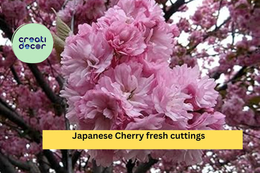 10 Japanese Cherry Cuttings – Fresh Unrooted Stems for Rooting – Prunus serrulata Bonsai or Flowering Ornamental Tree Starter