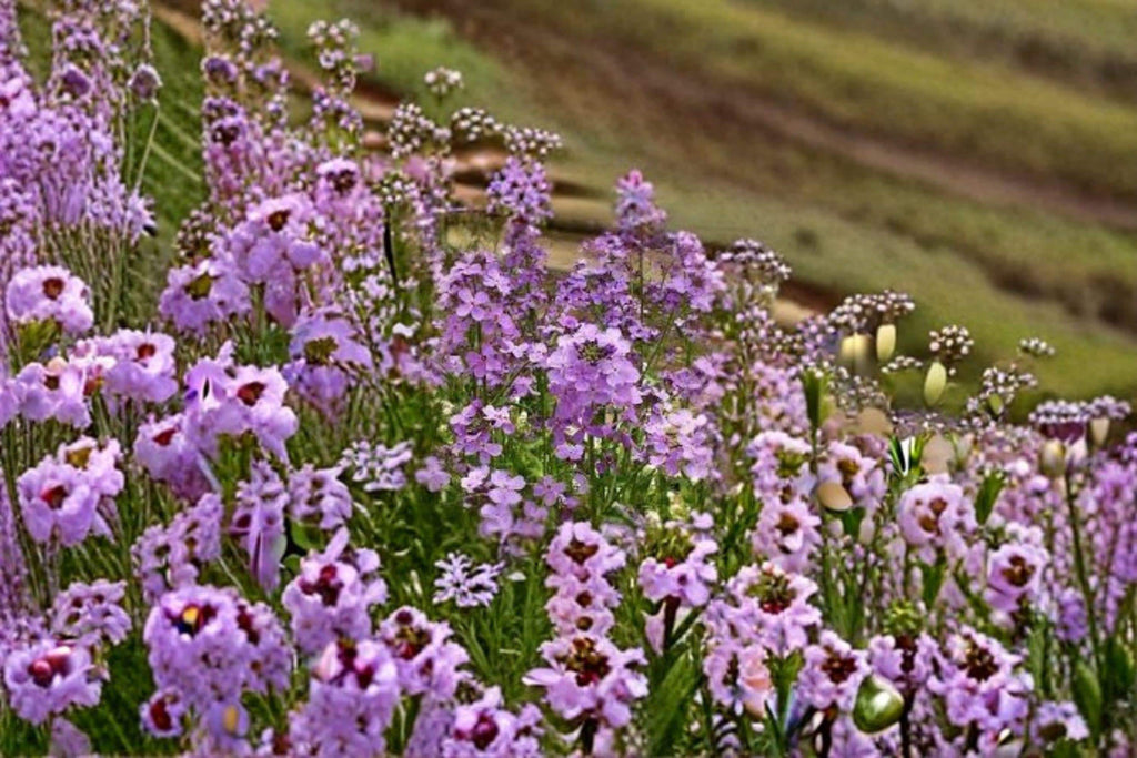 Dames Rocket – Hesperis matronalis 100 Seeds | Fragrant Wildflower | Open-Pollinated