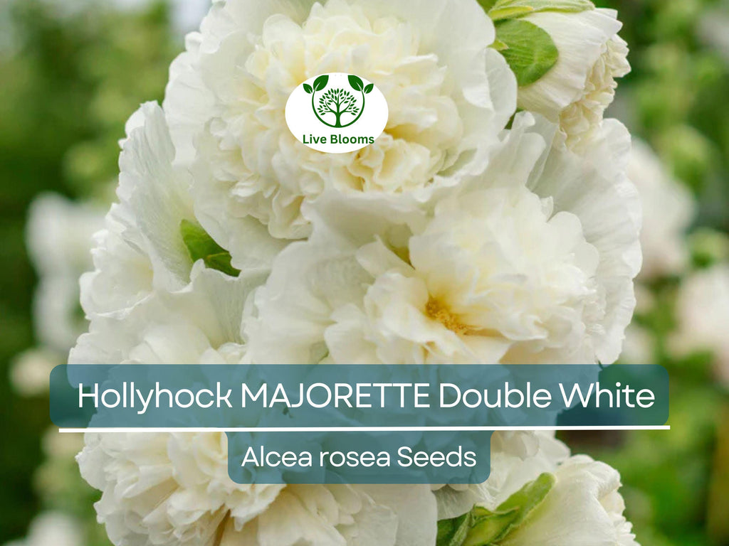 50 Seeds Hollyhock MAJORETTE Double White, Alcea rosea, Dwarf Biennial Non-GMO, Memory Garden Flowers, Elegant White Blooms for Garden