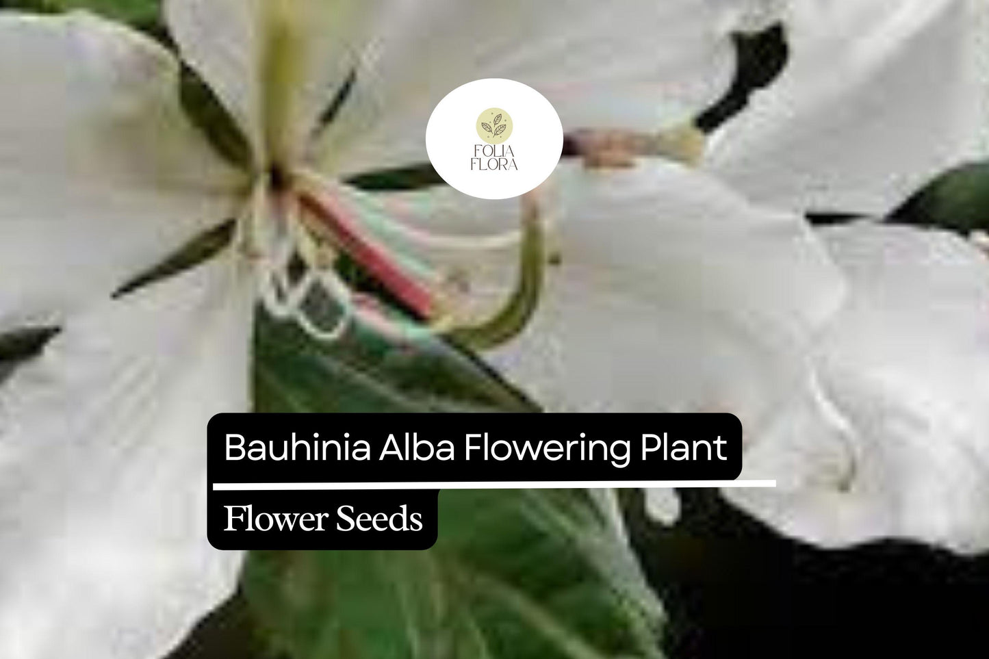 10 Bauhinia Alba Seeds | White Orchid Tree | Elegant Flowering Plant for Gardens