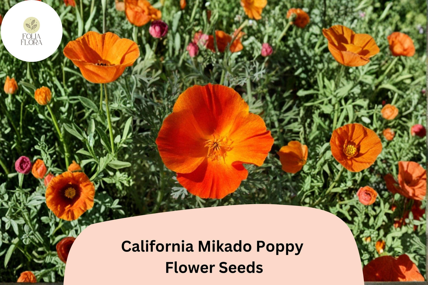 200+ California Mikado Poppy Seeds for Garden Planting - Vibrant, Easy-to-Grow Wildflowers