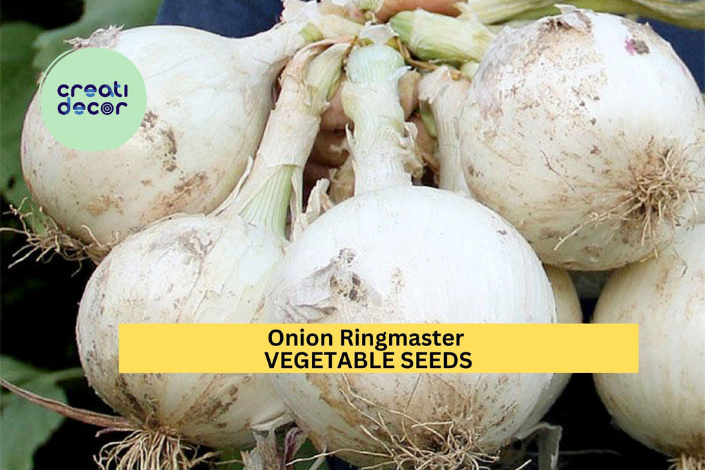 3pcs of 250mg Onion Ringmaster Seeds – Large Sweet White Bulbs – Great for Onion Rings, Sandwiches & Summer Gardens Seeds for Planting