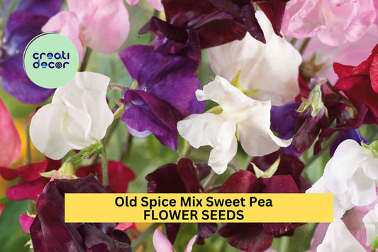 50+ Old Spice Mix Sweet Pea Seeds – Heirloom Fragrant Blooms in Mixed Colors for Garden Planting, Climbing Vines for Trellises – USA
