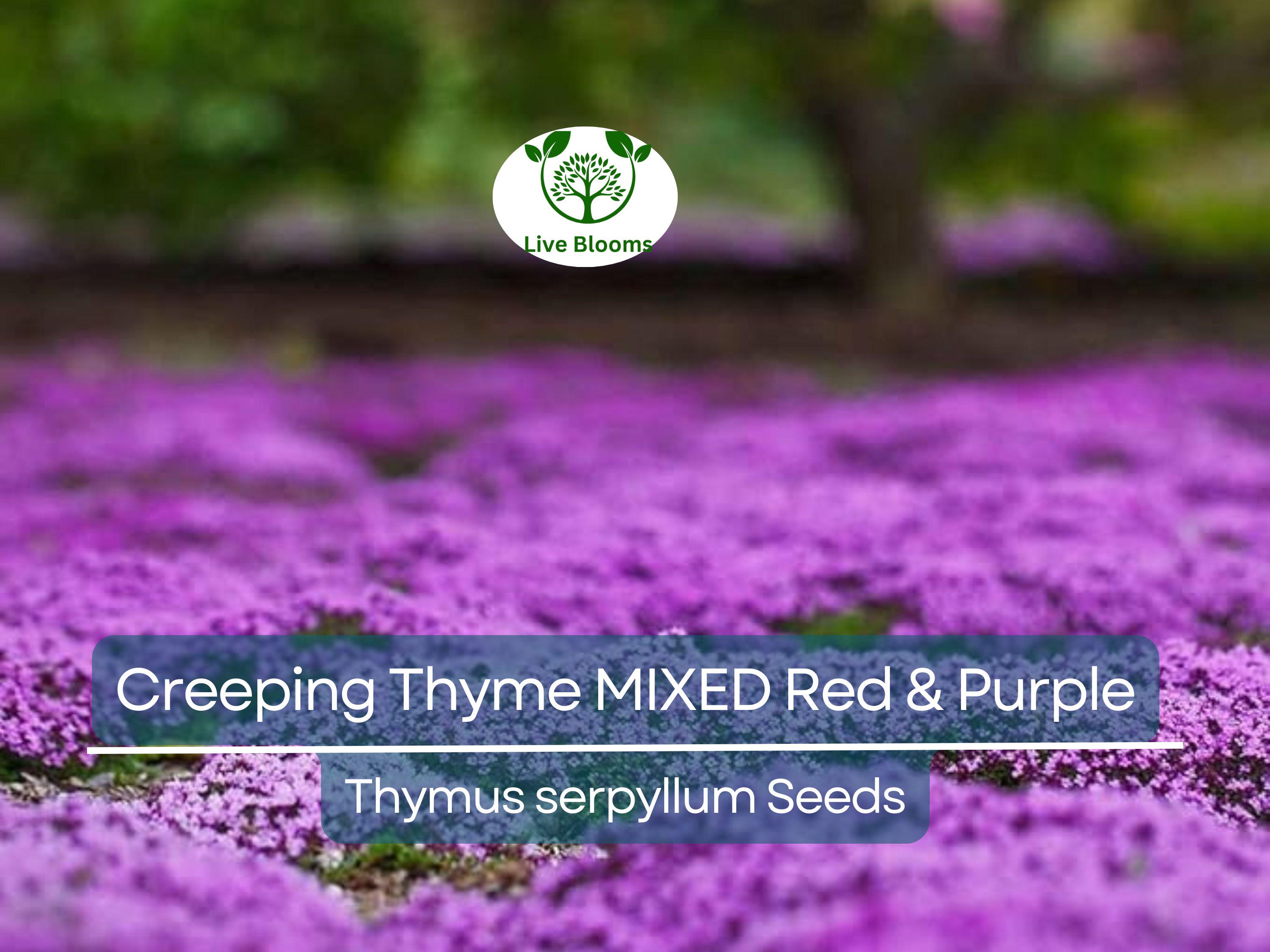 500 Seeds Creeping Thyme MIXED Red & Purple, Ground Cover Perennial, Non-GMO, Low Maintenance, Drought-Tolerant, for Lawns and Gardens