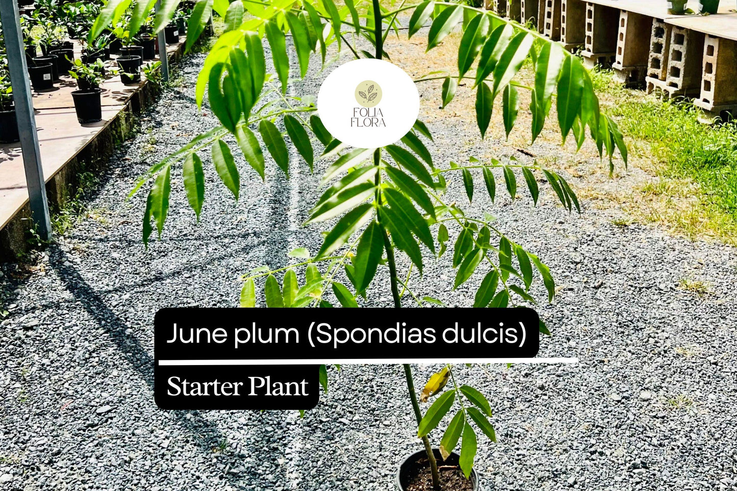 1 Starter Plant June Plum (Spondias dulcis) Tropical Fruit Tree 3’-4′ Tall