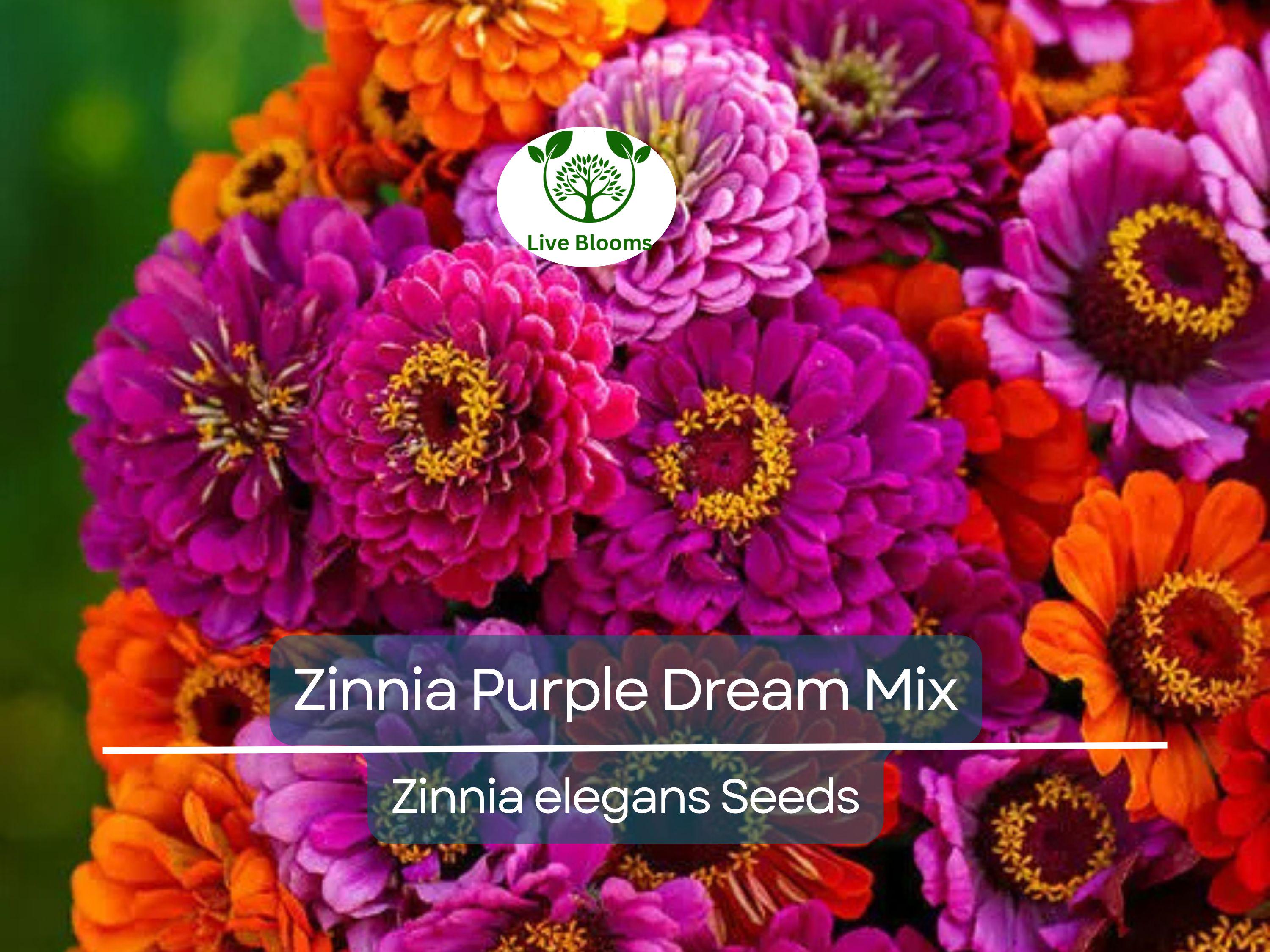 100 Seeds Zinnia Purple Dream Mix – Red Double Blooms, Attracts Butterflies & Hummingbirds, Non-GMO, Easy to Grow, Vibrant Garden Flowers