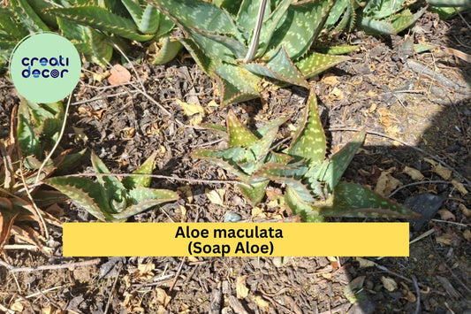 Aloe maculata Live Plants – 2 Rooted Soap Aloe Succulents, Spotted Leaf Cactus Type, Hardy Drought-Tolerant Plant for Garden or Pots