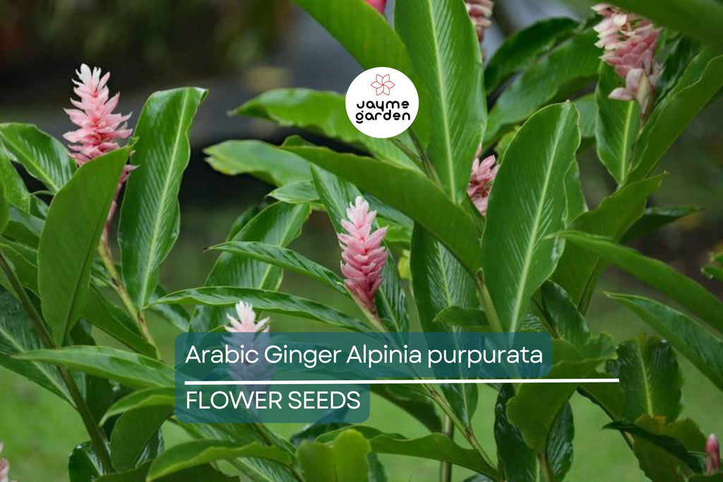 Arabic Ginger Alpinia purpurata Root Rhizome - Fast-Grow, Tropical Flower Plant, 3-4 oz, Zones 7-10, Part Shade, Free Shipping Offer