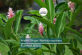 Arabic Ginger Alpinia purpurata Root Rhizome - Fast-Grow, Tropical Flower Plant, 3-4 oz, Zones 7-10, Part Shade, Free Shipping Offer