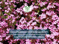 1000 Seeds Groundcover Rock Soapwort, Spreading Perennial, Pink Flowers, Non-GMO, Saponaria ocymoides, Easy to Grow