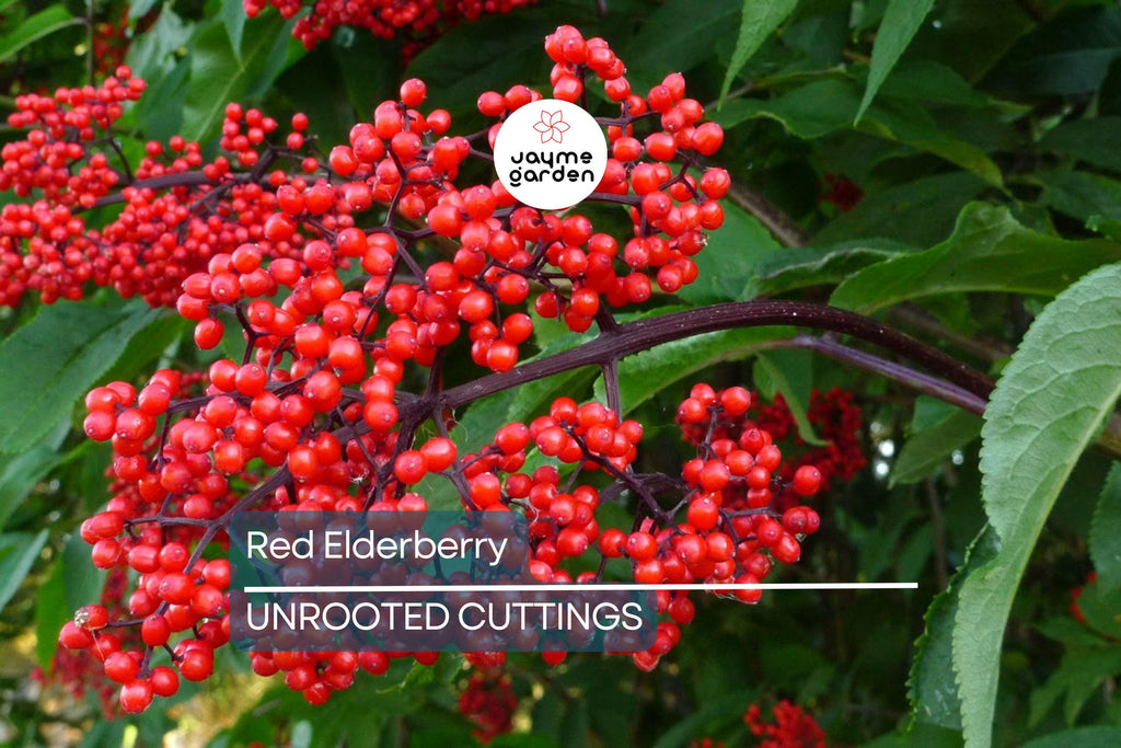 Red Elderberry Cuttings - 10 Unrooted Sambucus racemosa Native Shrub - Edible Berries & Wildlife Friendly