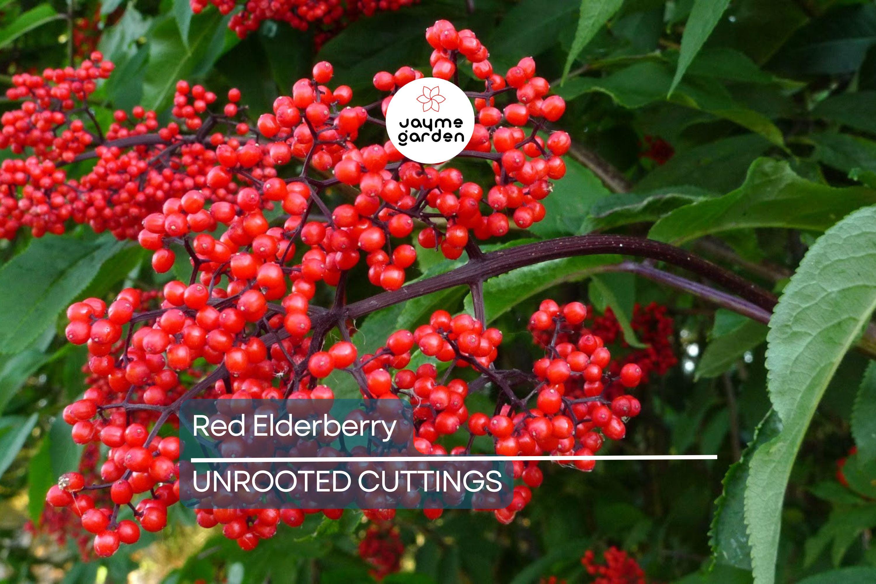 Red Elderberry Cuttings - 10 Unrooted Sambucus racemosa Native Shrub - Edible Berries & Wildlife Friendly