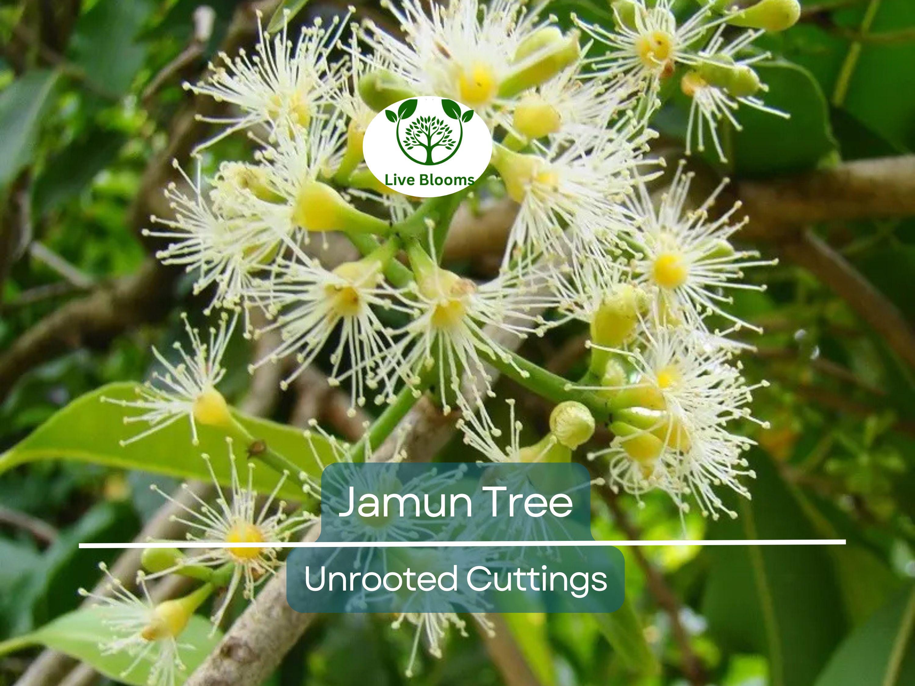 3 Jamun Jambul Fruit Tree Cuttings - Syzygium Cumini, Indian Wax Apple, Java Plum for Grafting - Unrooted 7-inch Cuttings