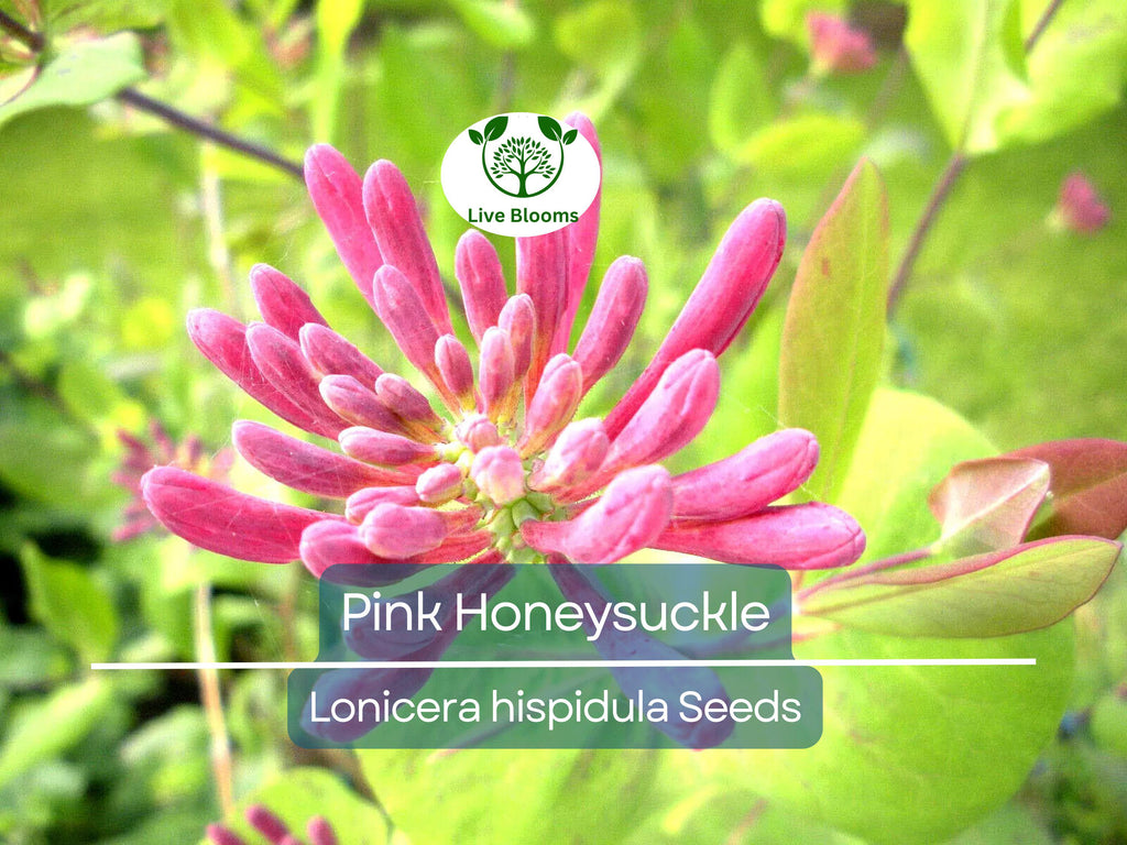 20 Pink Honeysuckle Seeds (L. hispidula) | Flowering Vine, Climbing Flower Shrub - Sweet-Scented, Fast-Growing, Pollinator-Friendly