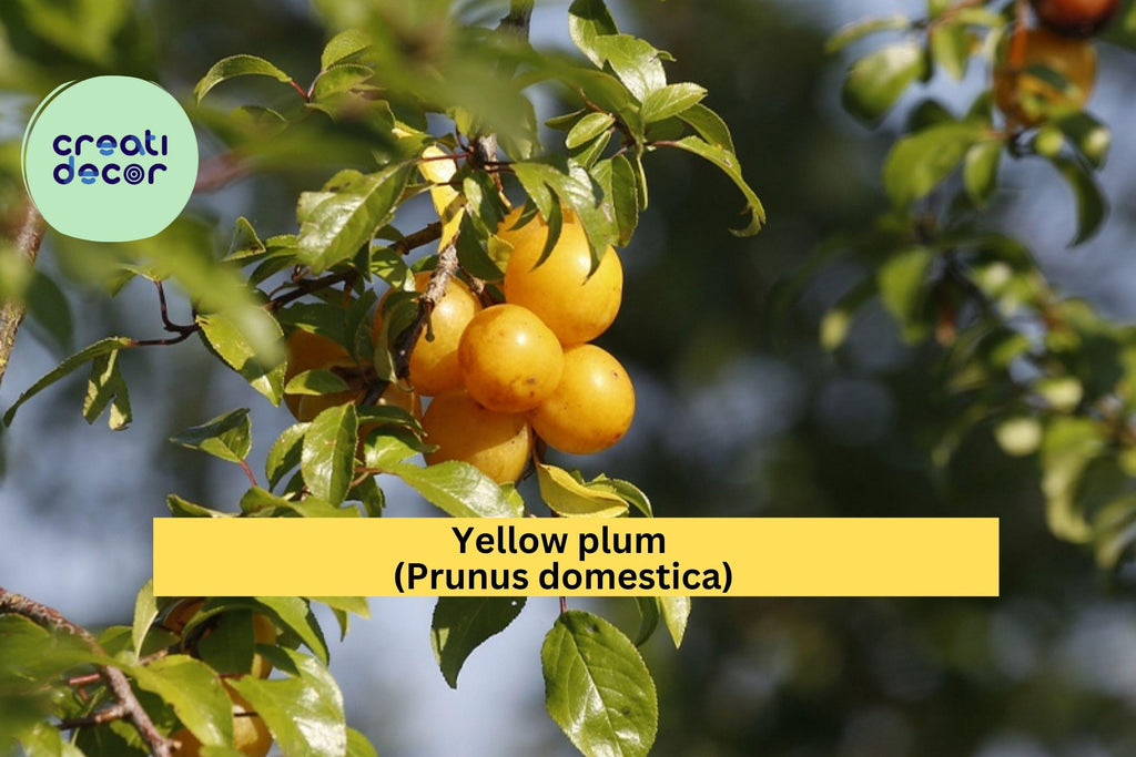 Yellow Plum Tree – Live Rooted Fruit Tree up to 2 ft Tall, Hardy Plum Variety for Planting, Sweet Golden Fruit, Zones 5–9 Orchard Plant