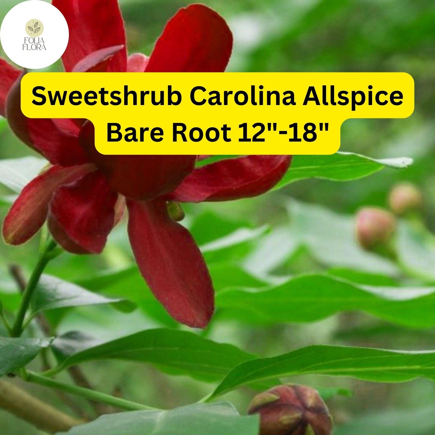 1 Sweetshrub (Calycanthus floridus) – Carolina Allspice Live Bare Root Plant 12"-18"