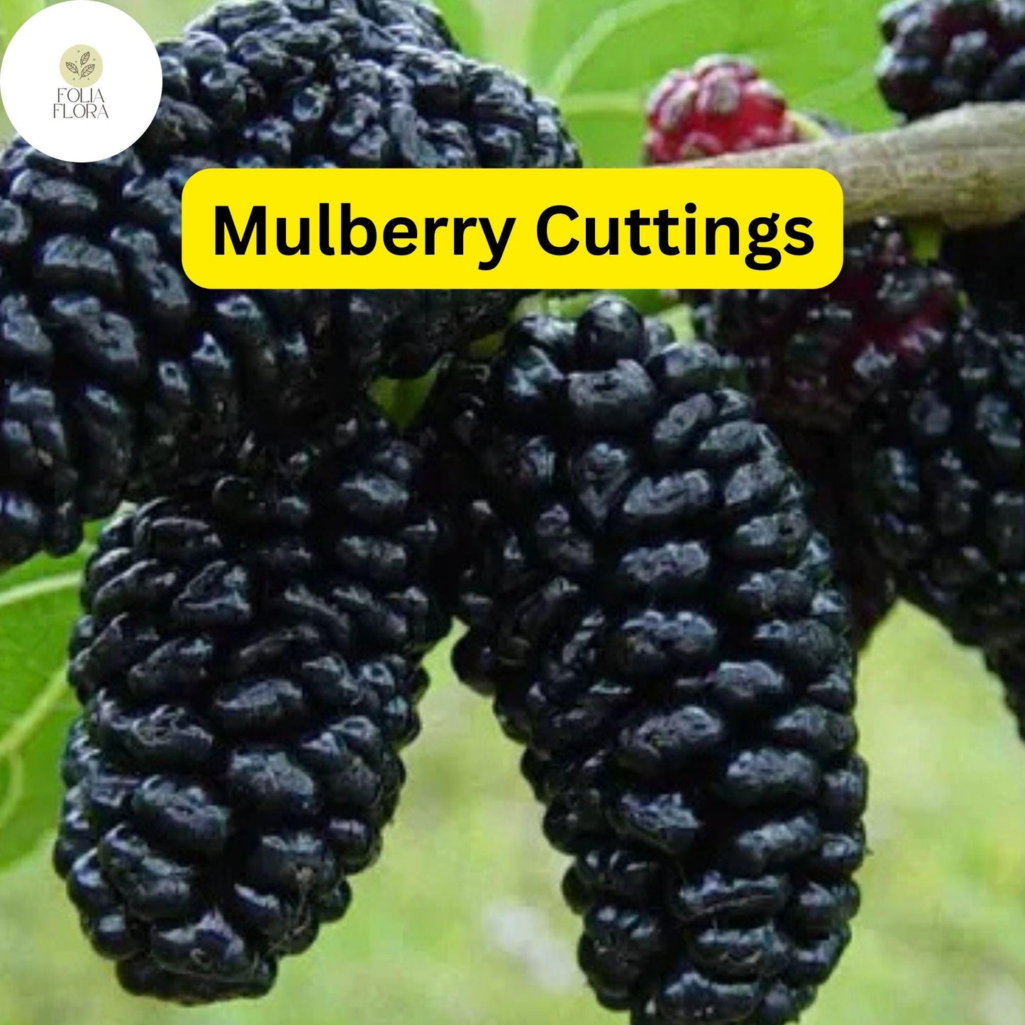 10 Cuttings of Mulberry, Early Fruiting, Easy-to-Root and Grow, Morus alba