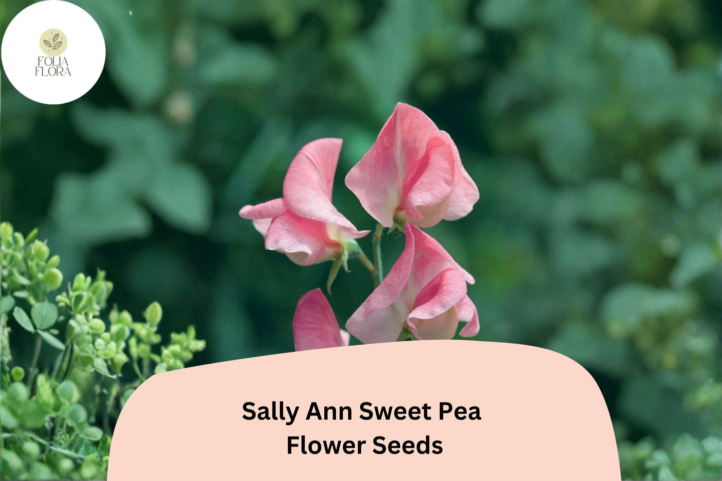 50+ Sally Ann Sweet Pea Seeds | Soft Pink and Cream Climbing Flowers for Garden