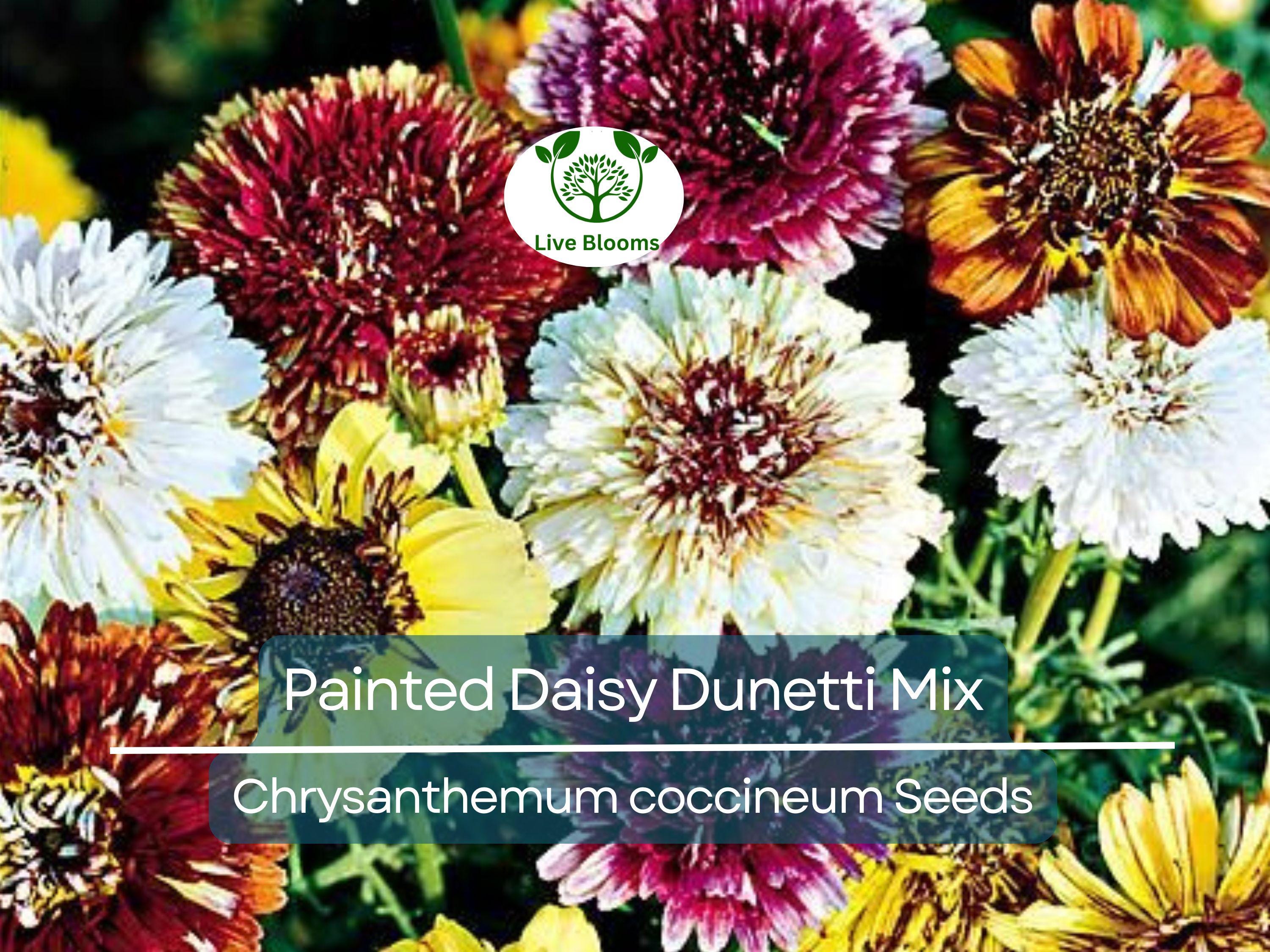 100 Painted Daisy Dunetti Mix Seeds - Chrysanthemum coccineum, Heirloom Perennial, Colorful Blooms, Non-GMO, Pollinator-Friendly