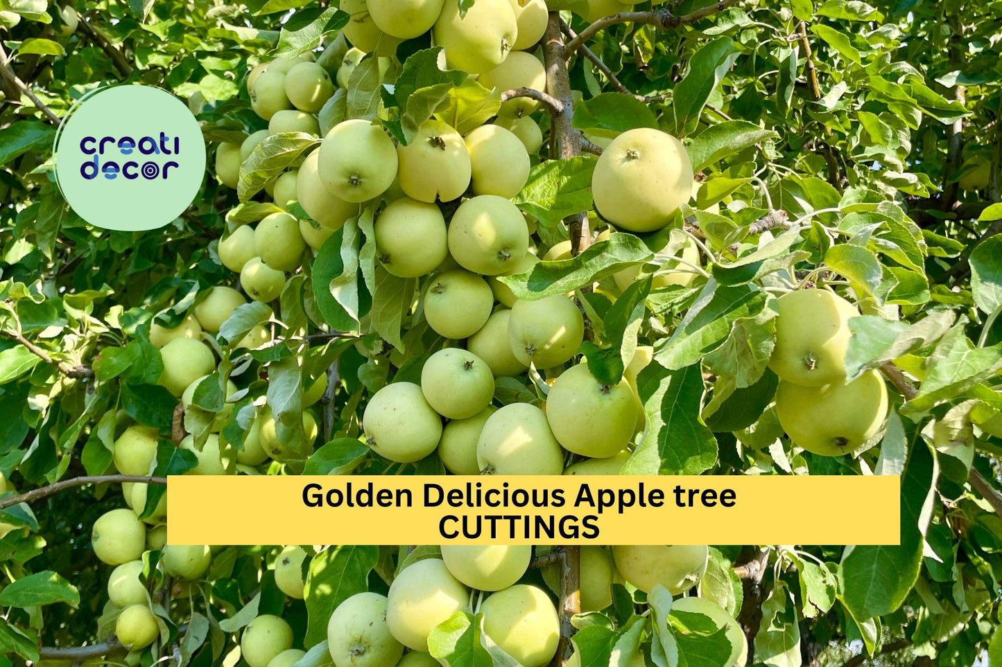 16 Golden Delicious Apple Scion Cuttings | Malus Domestica Starter Wood for Grafting or Rooting | Fresh Fruit Tree Starter USA