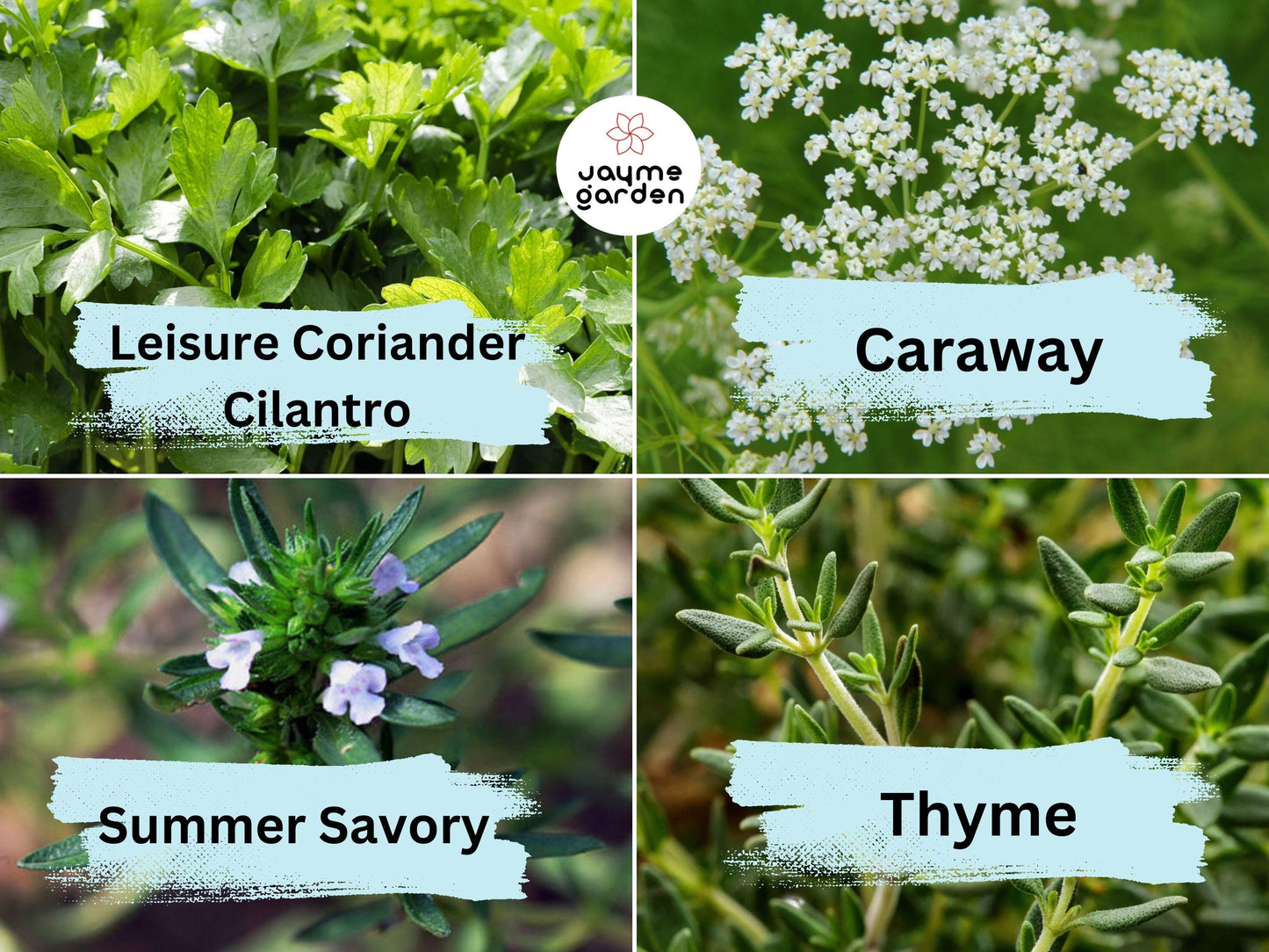 12 Herb Seeds Variety - Heirloom Basil, Thyme, Parsley, Sage, Oregano, Lavender, Caraway, Chives, Summer Savory, Cilantro, Dill, Arugula