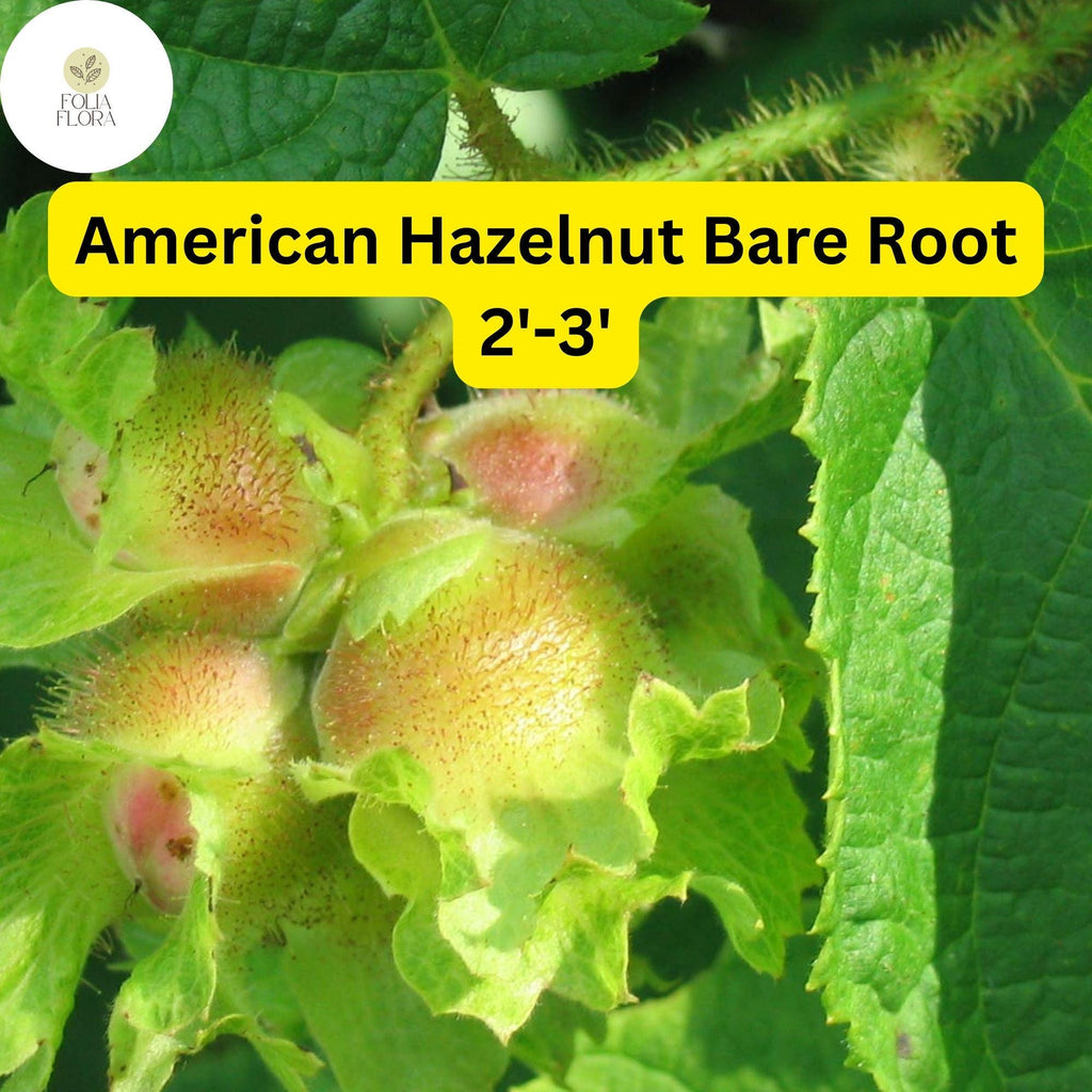 1 American Hazelnut Tree (Corylus americana) – Live Bare Root Plant 2'-3'