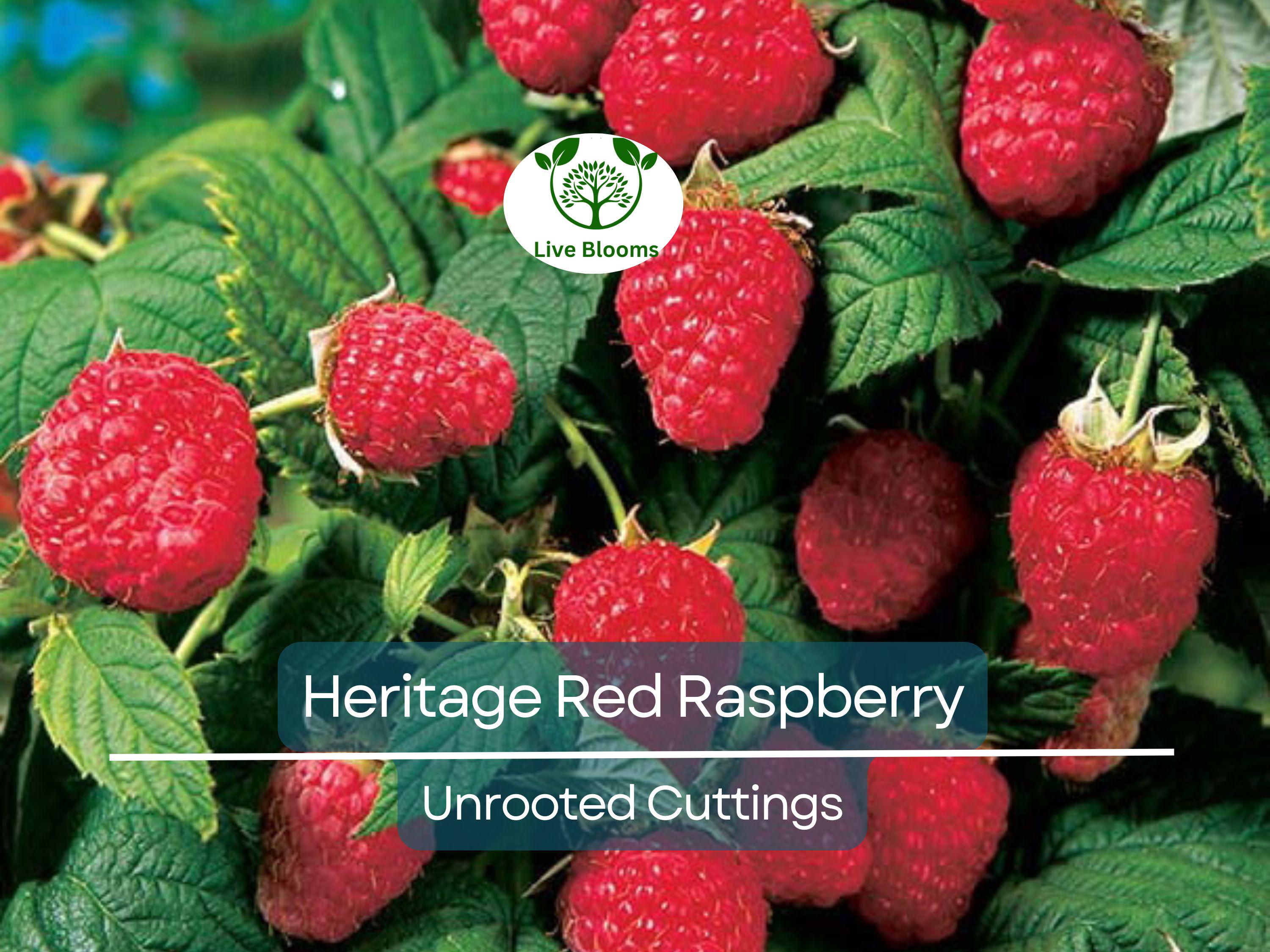 10 Heritage Red Raspberry Scion Cuttings - Rubus idaeus Unrooted 6-8” for Rooting or Grafting - High-Yield Berry Plants