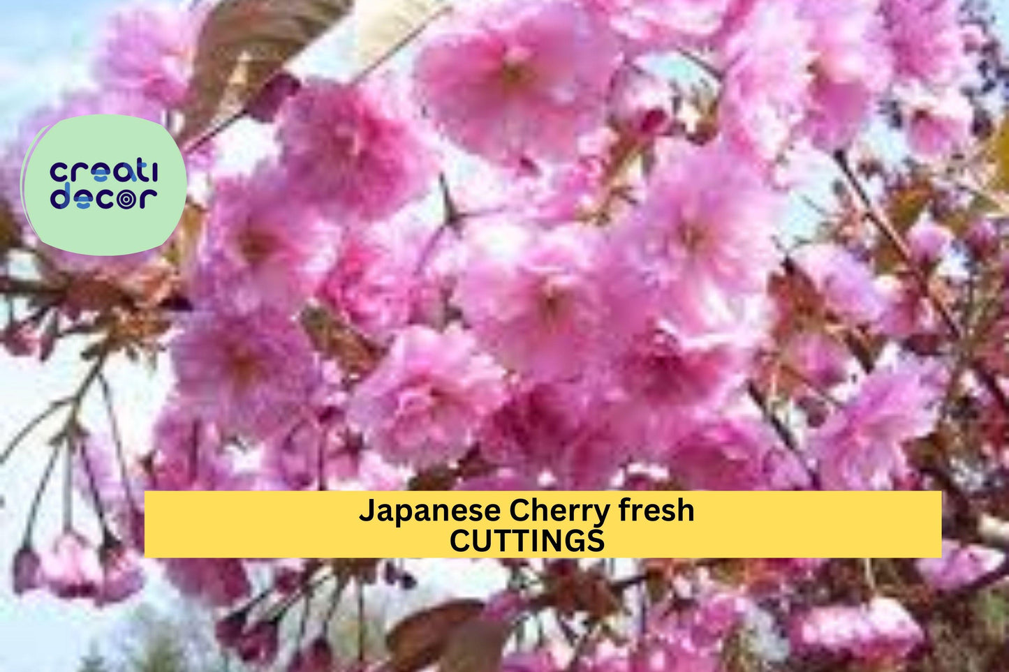10 Japanese Cherry Cuttings | Fresh Unrooted Stems for Propagation | Ornamental Flowering Tree | Prunus serrulata Starter