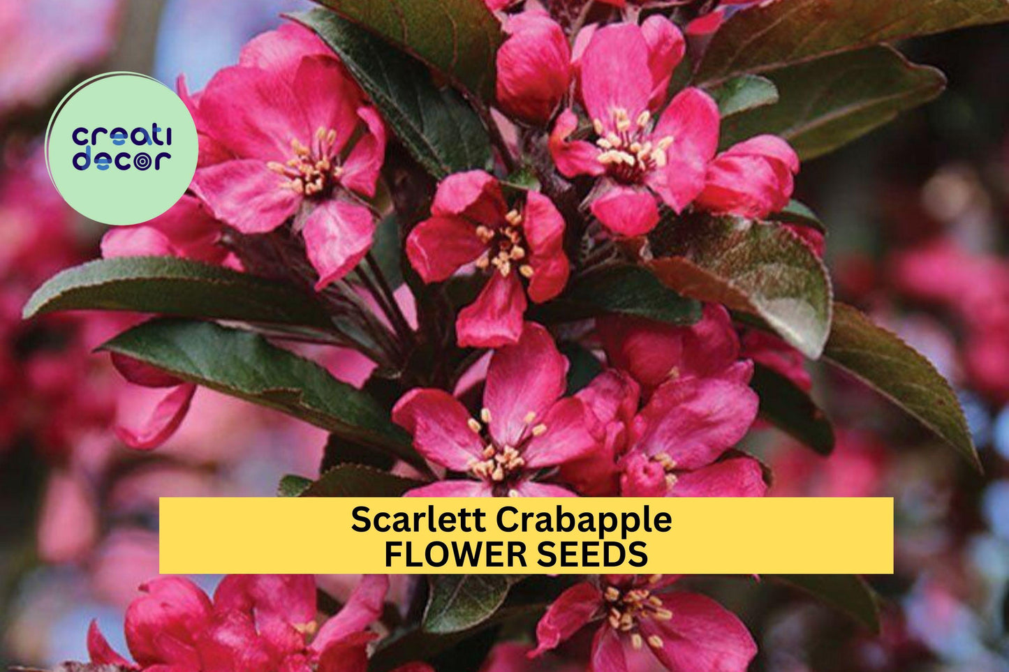 25+ Scarlett Crabapple Seeds – Ornamental Tree Seeds for Garden Planting, Pink Blooms & Red Fruit for Landscape,Wildlife – USA
