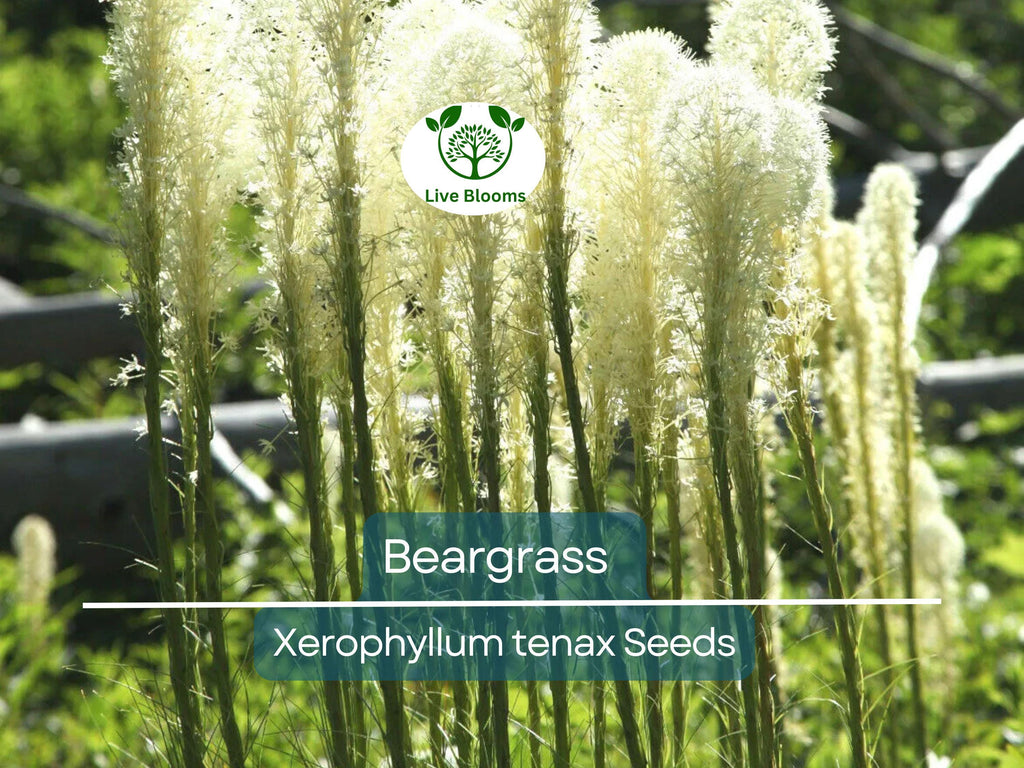 100 Beargrass Seeds WHITE TORCH LILY (Xerophyllum tenax) | Tall Flowering Perennial, Native Plant, Drought-Tolerant, Xerophyte