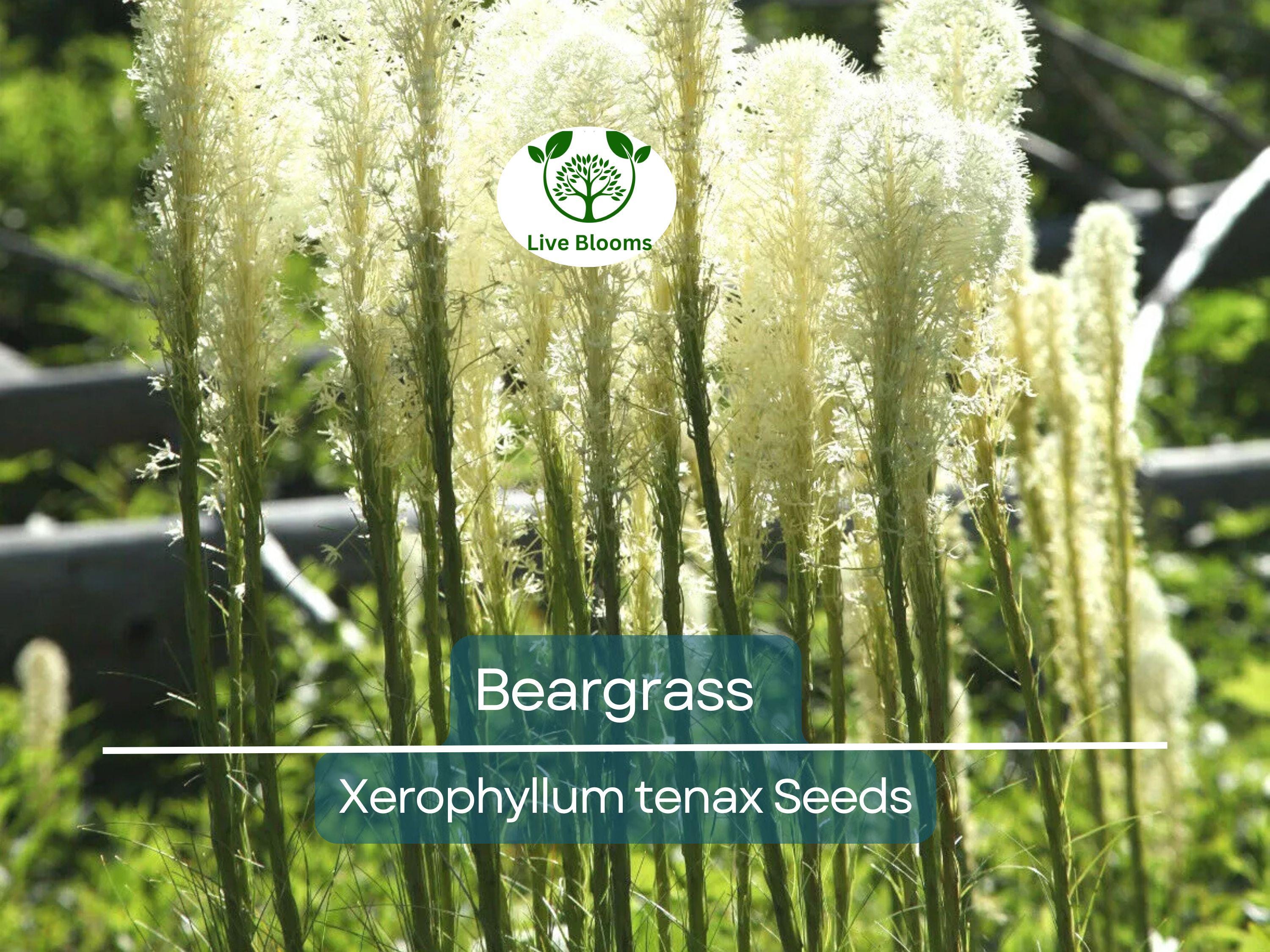 100 Beargrass Seeds WHITE TORCH LILY (Xerophyllum tenax) | Tall Flowering Perennial, Native Plant, Drought-Tolerant, Xerophyte