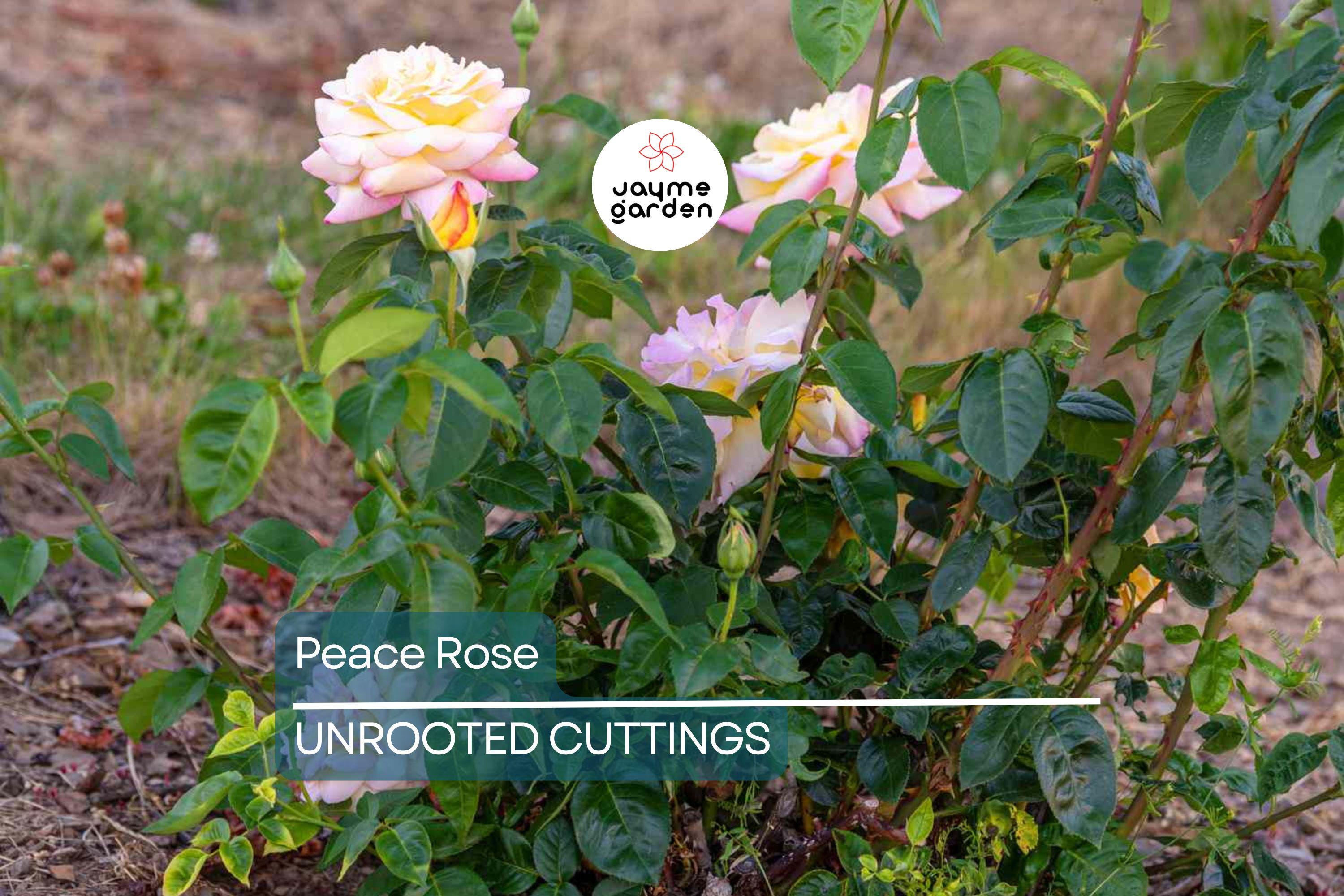 Peace Rose Cuttings for Rooting - 3 Fresh 5-6 Inch Cuts with Rooting Powder