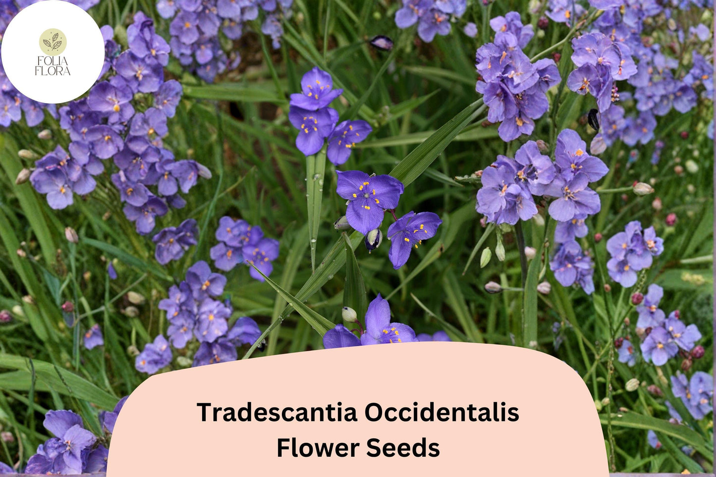 100 Tradescantia occidentalis Seeds | Prairie Spiderwort | Native Wildflower for Garden & Pollinators